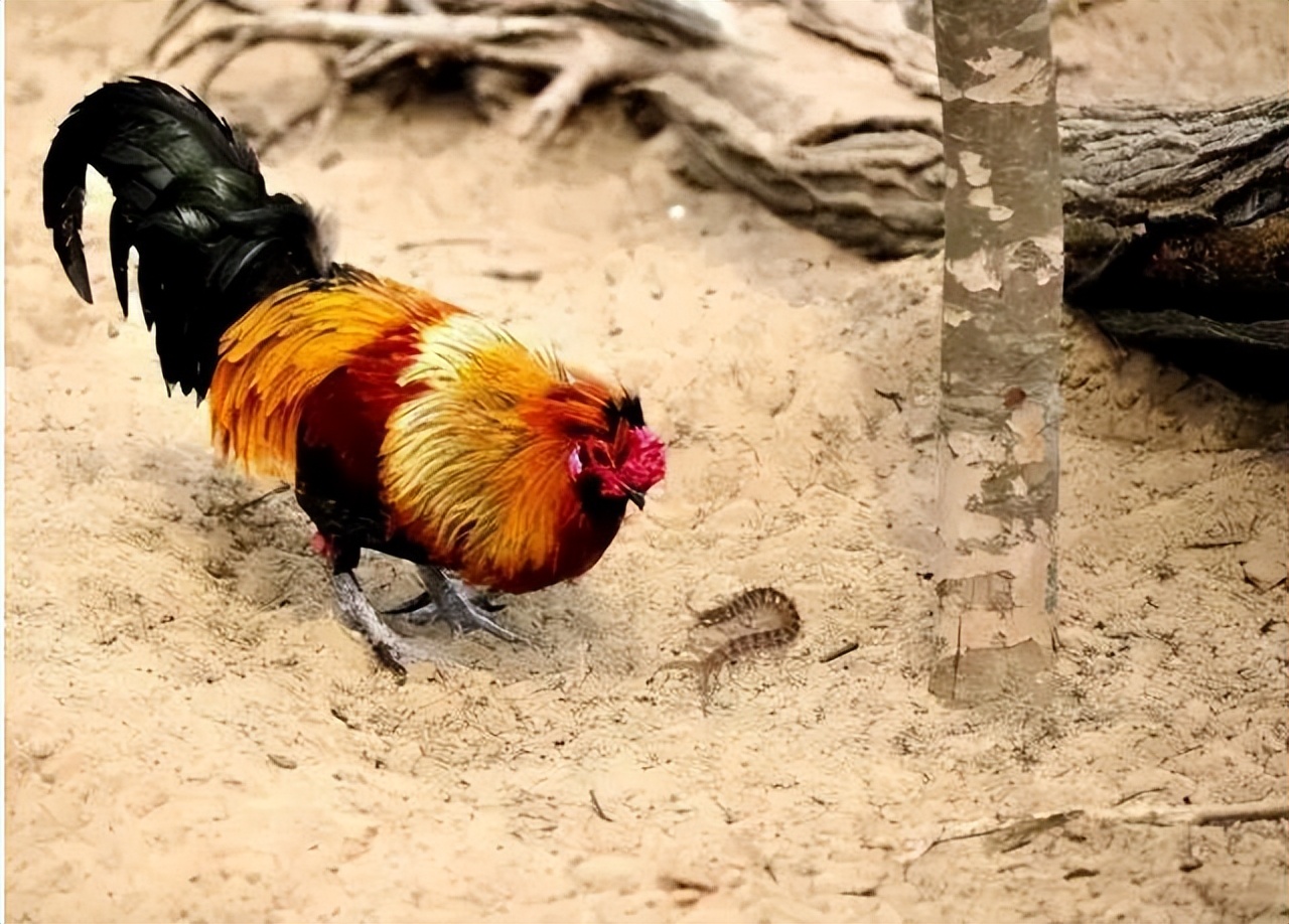为什么五毒之首的蜈蚣怕公鸡,为啥五毒之一蜈蚣竟然怕公鸡