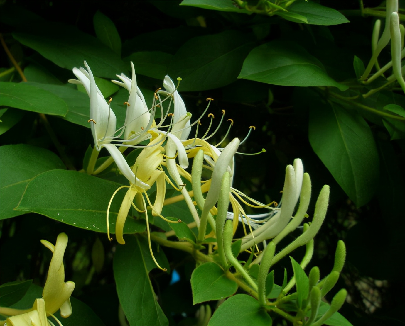 视觉盛宴五种赏花名花供您选择,春天十种最美的花介绍