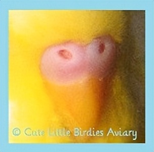 虎皮鹦鹉绿和蓝哪个基因强,虎皮鹦鹉白化红眼基因