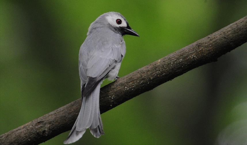 所有鸟图片大全大图,50张最佳鸟类摄影作品