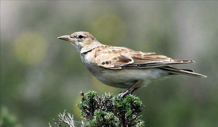 所有鸟图片大全大图,50张最佳鸟类摄影作品