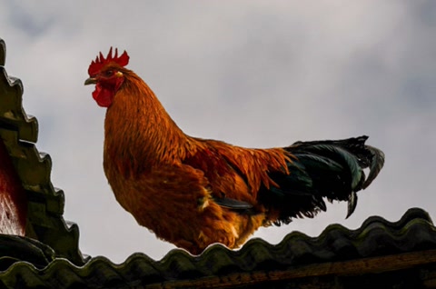 鸡为什么是蝎子的克星,鸡为什么是虫子的天敌呢