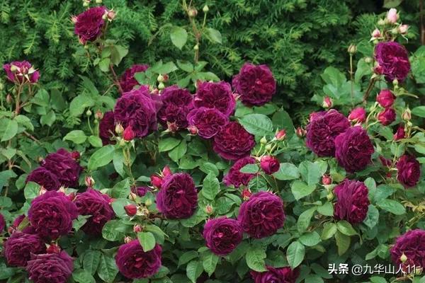 大花浓香勤花的月季品种,大花月季品种介绍大全图片及价格