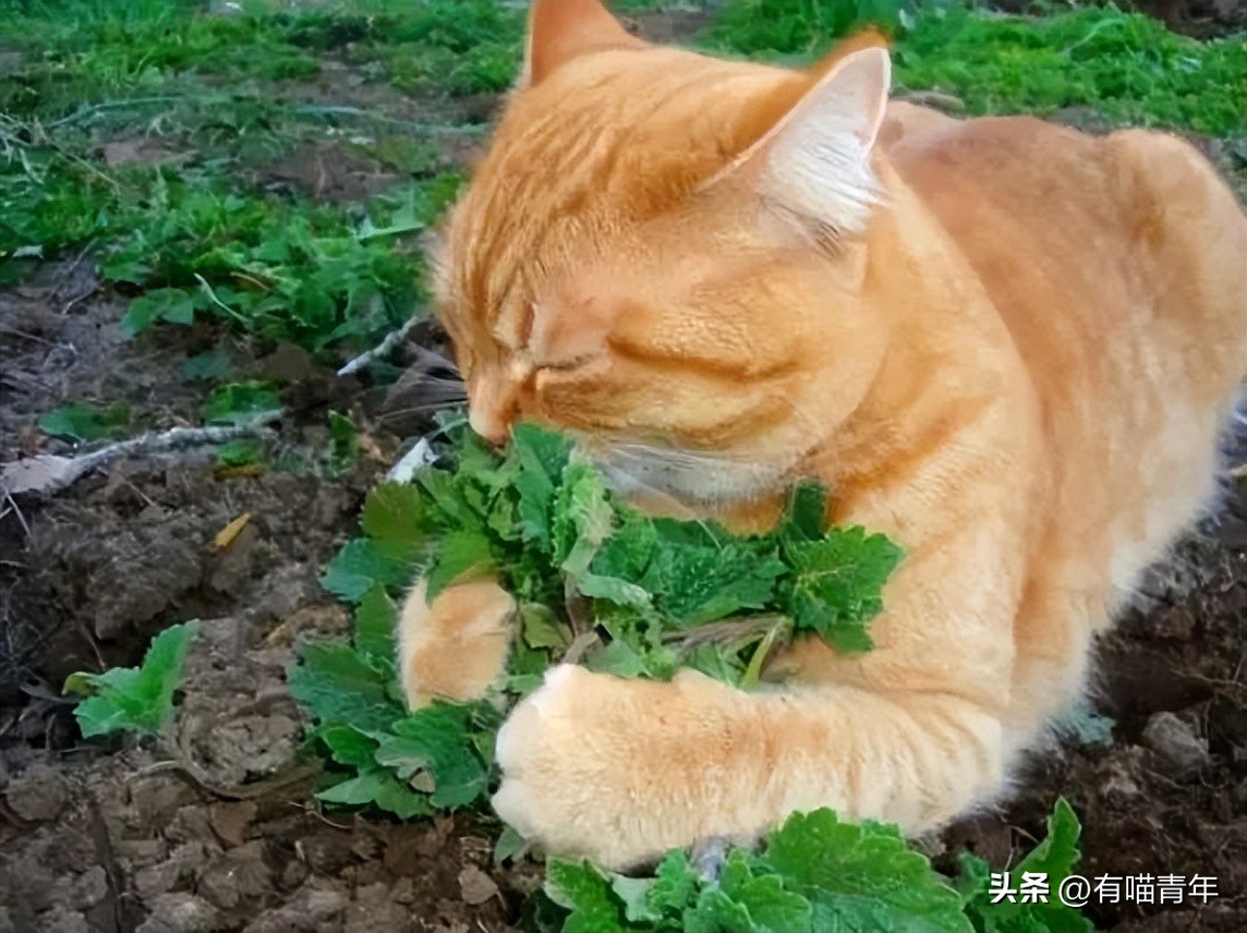 养猫不能放蟑螂药怎么办,养猫不能用的驱蚊方法