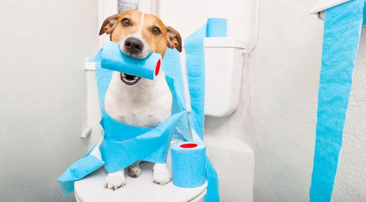 狗狗腹泻但是精神很好怎么回事,狗狗腹泻呕吐白色的泡沫粘液