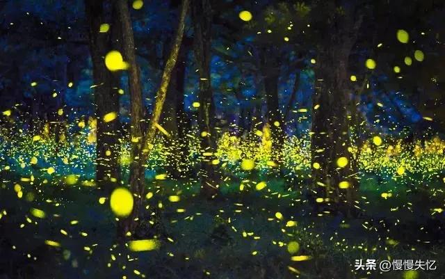 描写萤火虫的著名诗句,萤火虫诗句大全