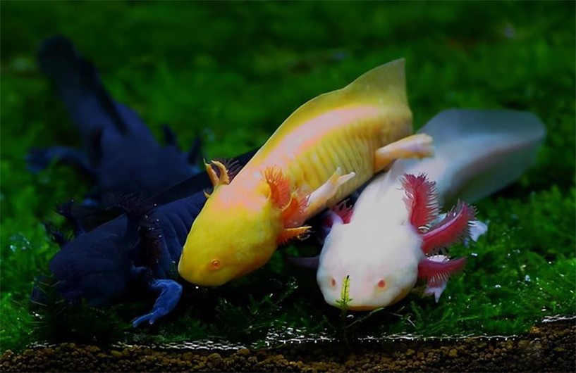 把自己玩成濒危的物种,把自己玩成了濒危动物