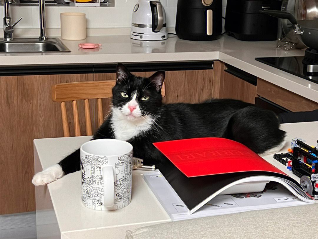 最不建议养的10种猫,猫界中哪只猫脾气最差