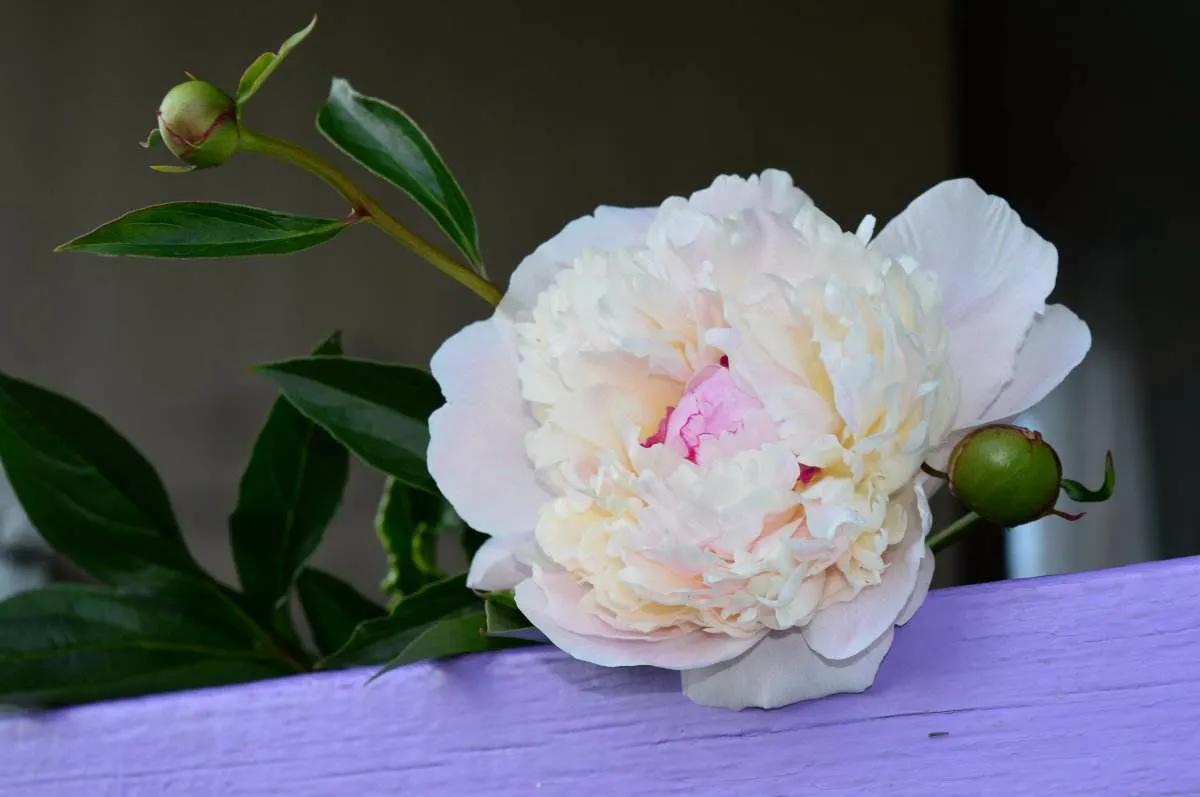 牡丹百花之王典故,为什么牡丹是百花之王