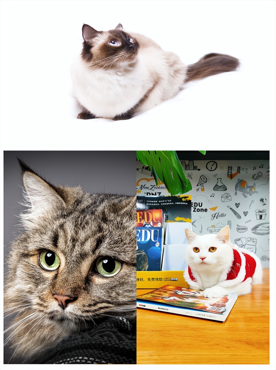 那些会帅气动作的小猫咪,那些丑到极致的小猫咪