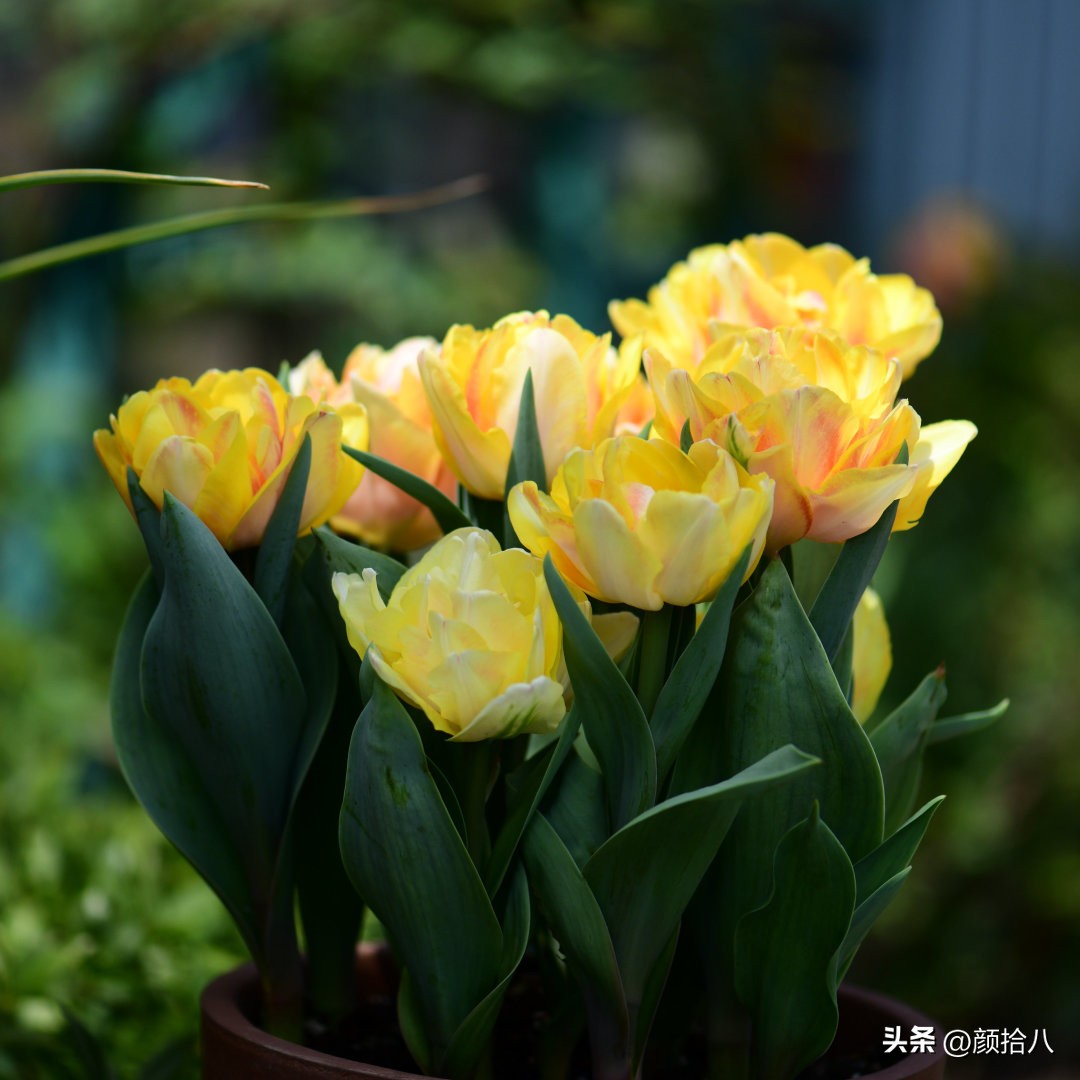 盘点今年河马花园里最美的几款郁金香|园丁