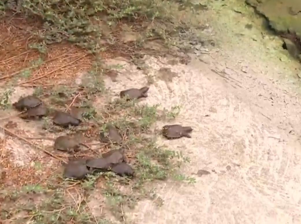 养殖甲鱼成就千万富翁,养甲鱼养鸡年入百万