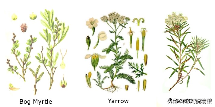 无大麦啤酒,没有啤酒花纯麦芽啤酒