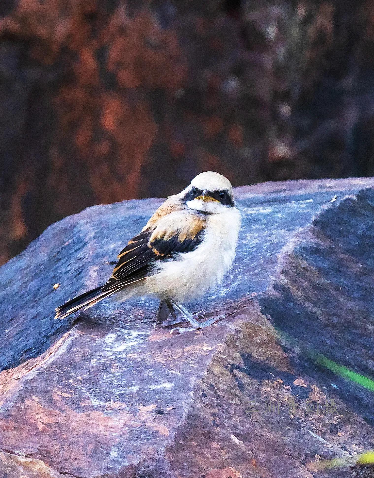 上海市嘉定区安亭国际汽车城,上海嘉定安亭国际汽车城