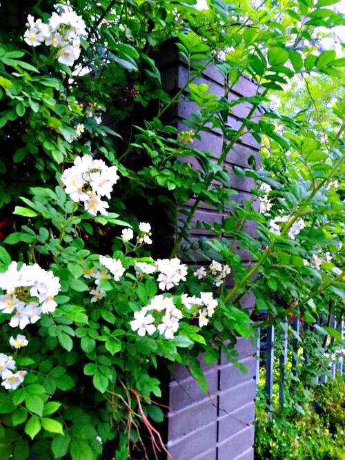 荼蘼花观赏特性,荼蘼花红色重瓣