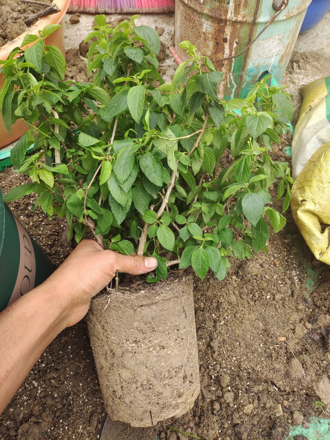 盆栽刚买回来就枯萎了怎么办,刚买的盆栽掉叶子怎么回事啊