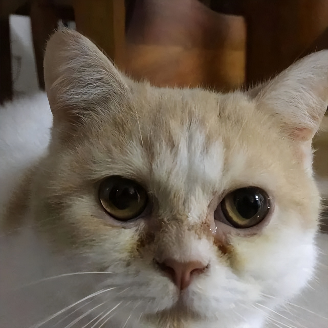 猫咪长大后毛色会变吗为什么,猫咪毛发长大会变吗