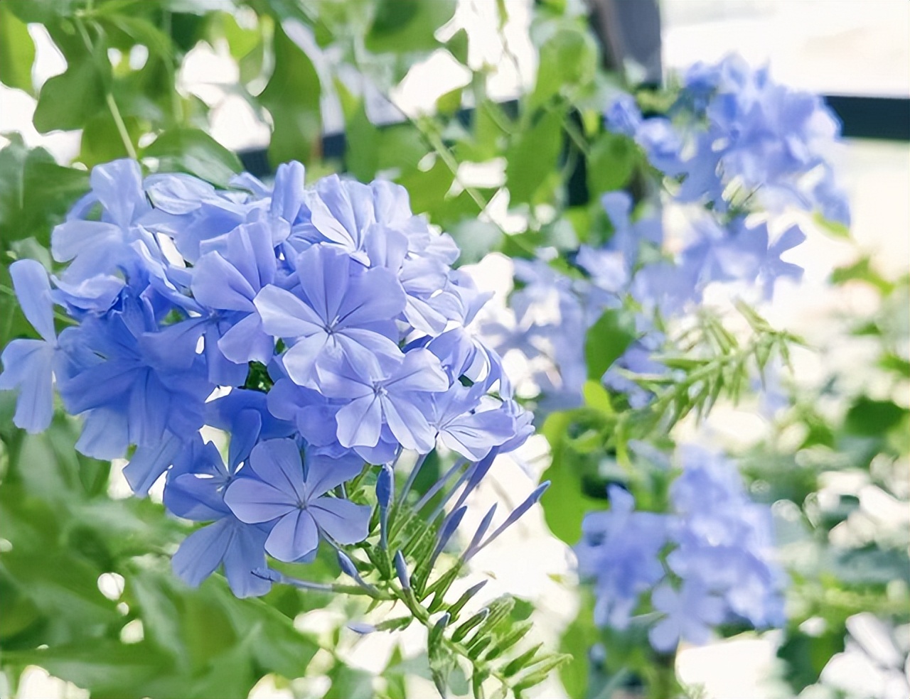 花多多是磷酸二氢钾吗,花多多2号是智商税吗