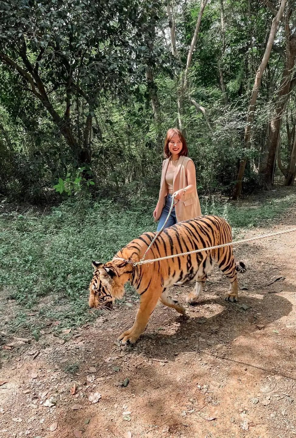泰国曼谷旅游必去十大景区,泰国野生动物园亲子游