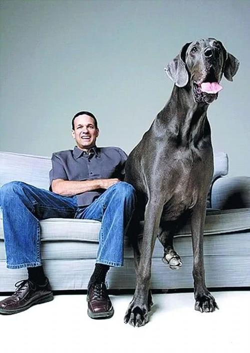 最凶猛的猛犬连藏獒都是弟弟,世界十大猛犬藏獒仅排第二