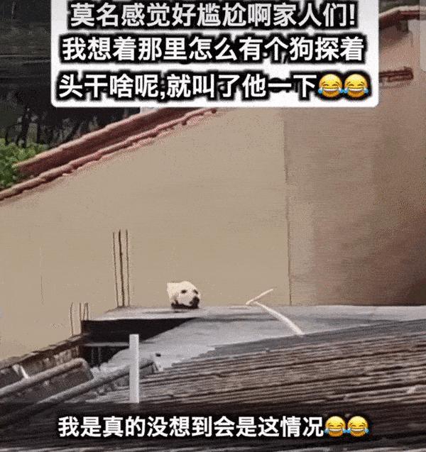 今日笑话原版,蚂蚁大象青藏高原笑话