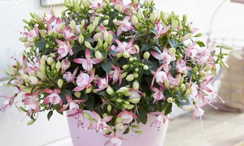 家里光照不足建议养这10种耐阴花,阴暗无光角落适合养什么花