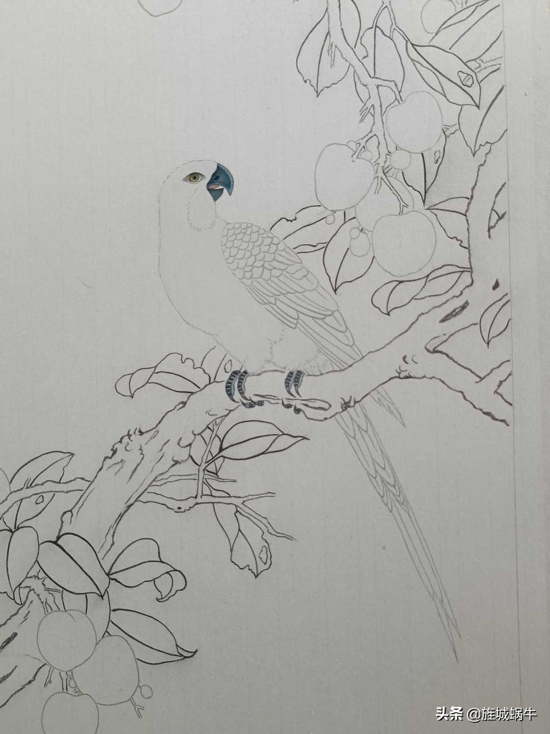 画者笔记|荔枝鹦鹉图绘制记录