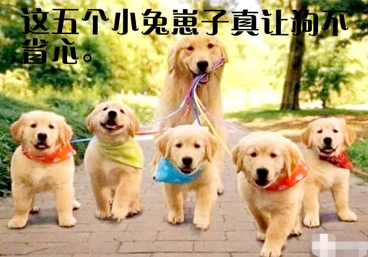 幽默笑话昨晚我梦见你了,关于已婚的幽默笑话