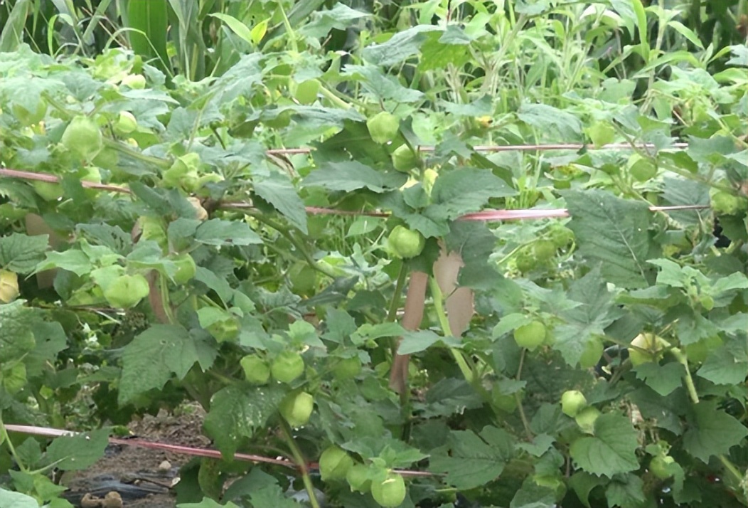 姑娘果的食用价值,姑娘果是野生的不甜能吃吗