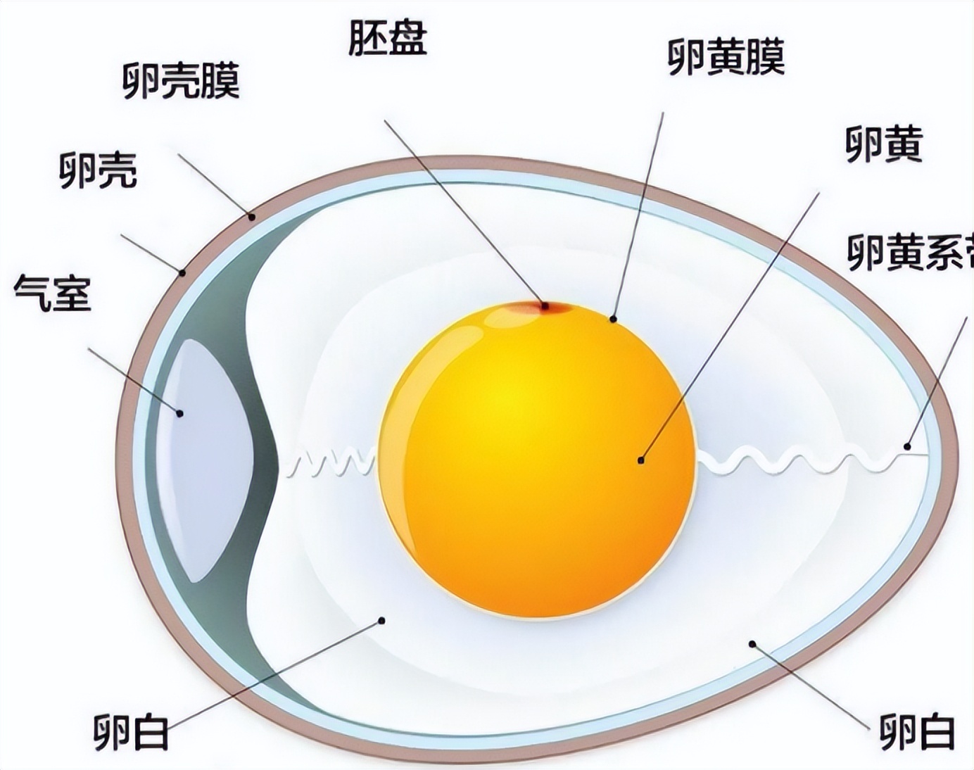 市场上人造蛋成本高吗,市场人造鸡蛋多吗