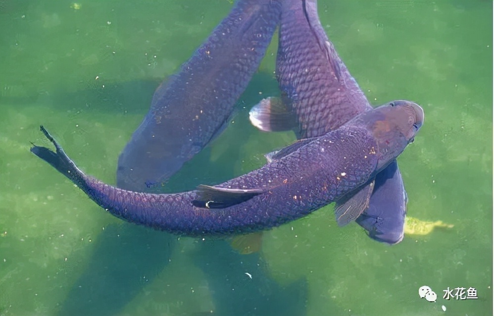 鱼眼睛白内障,鱼眼睛疾病