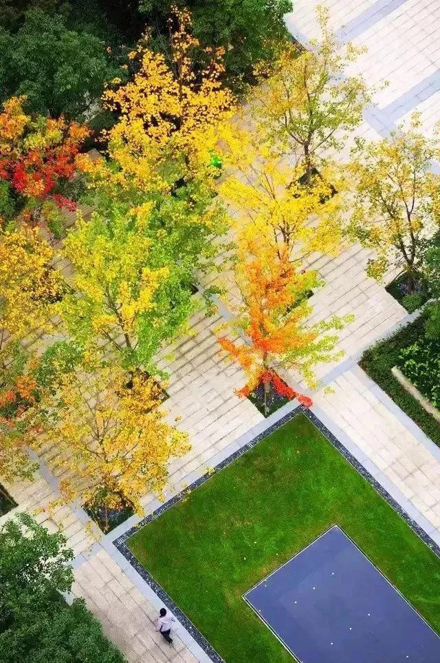 11月乔木灌木草坪病虫害用药,草坪病虫害怎么防治