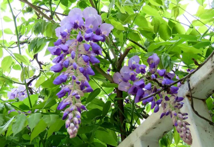 18种花卉的种子,100种最好养又好看的花