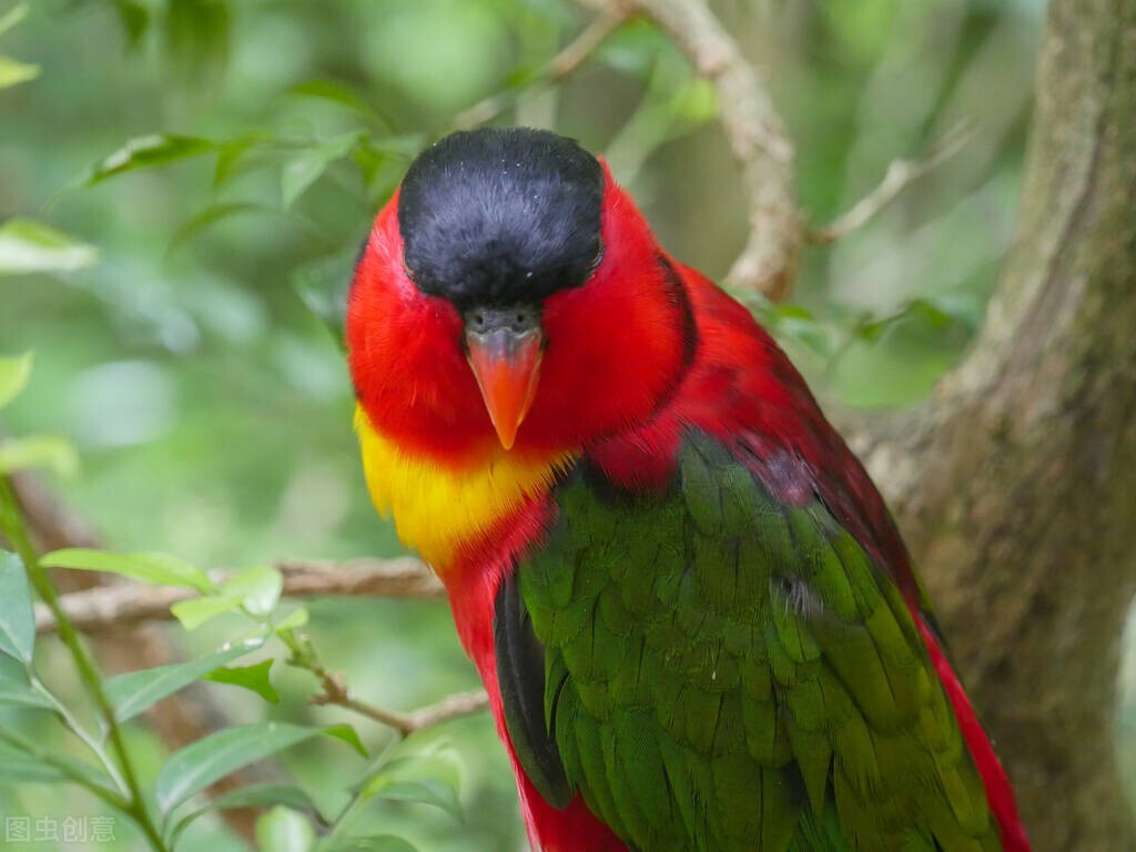 最美罕见的小鸟,全世界最罕见的小鸟