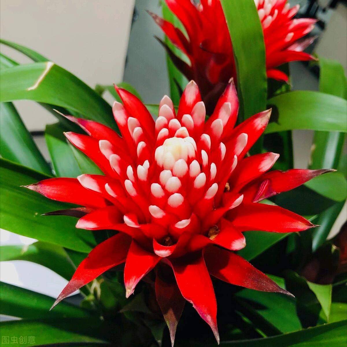 一花一世界一叶一花一菩提,春天来了一花一世界一叶一菩提