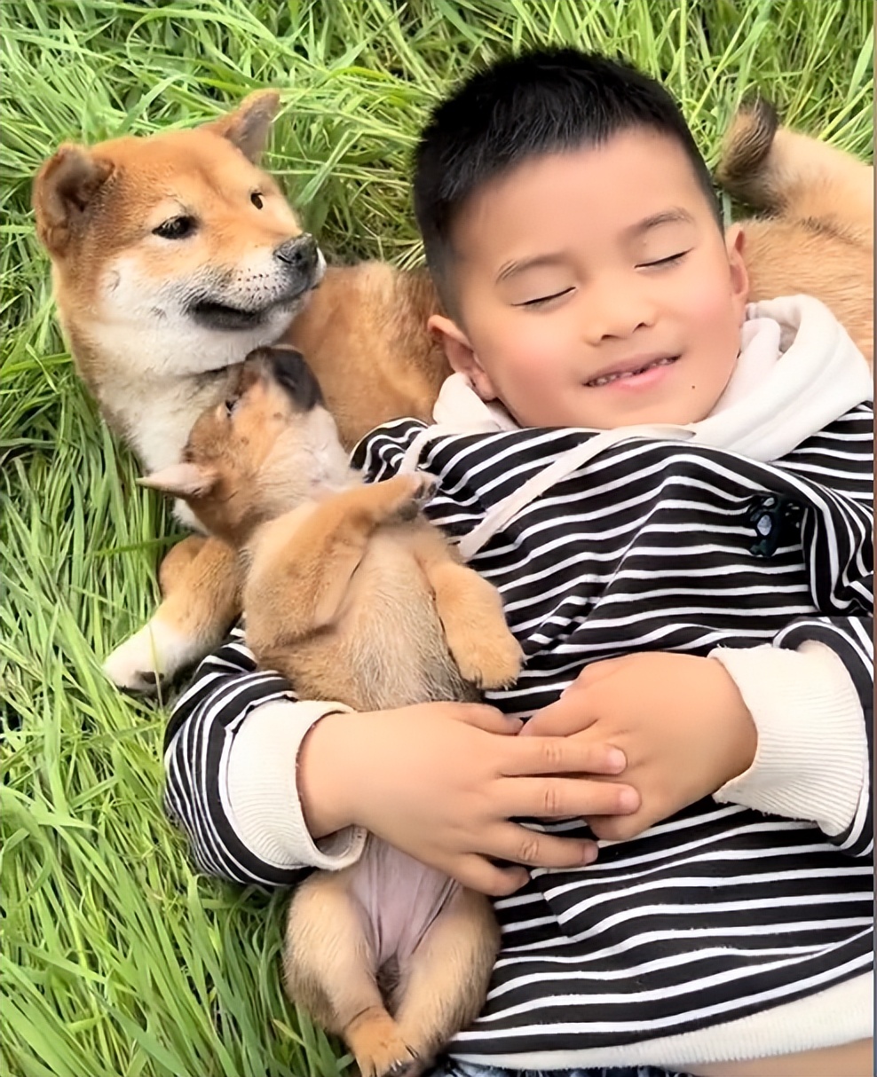 狗界巅峰中华田园犬,狗界巅峰的狗子