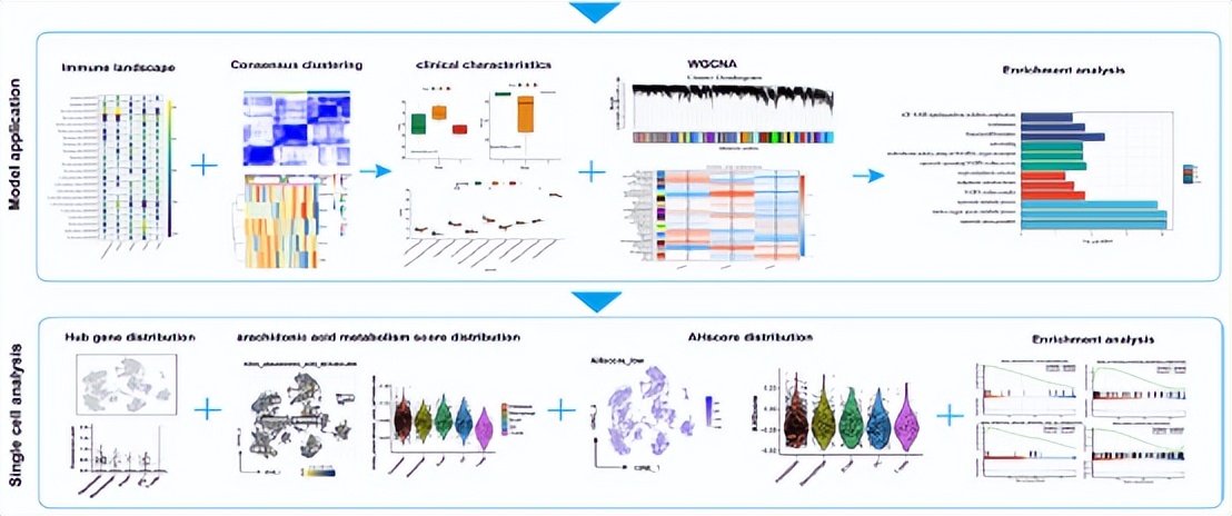 花生四烯酸代谢途径,花生四烯酸代谢途径及药物作用图