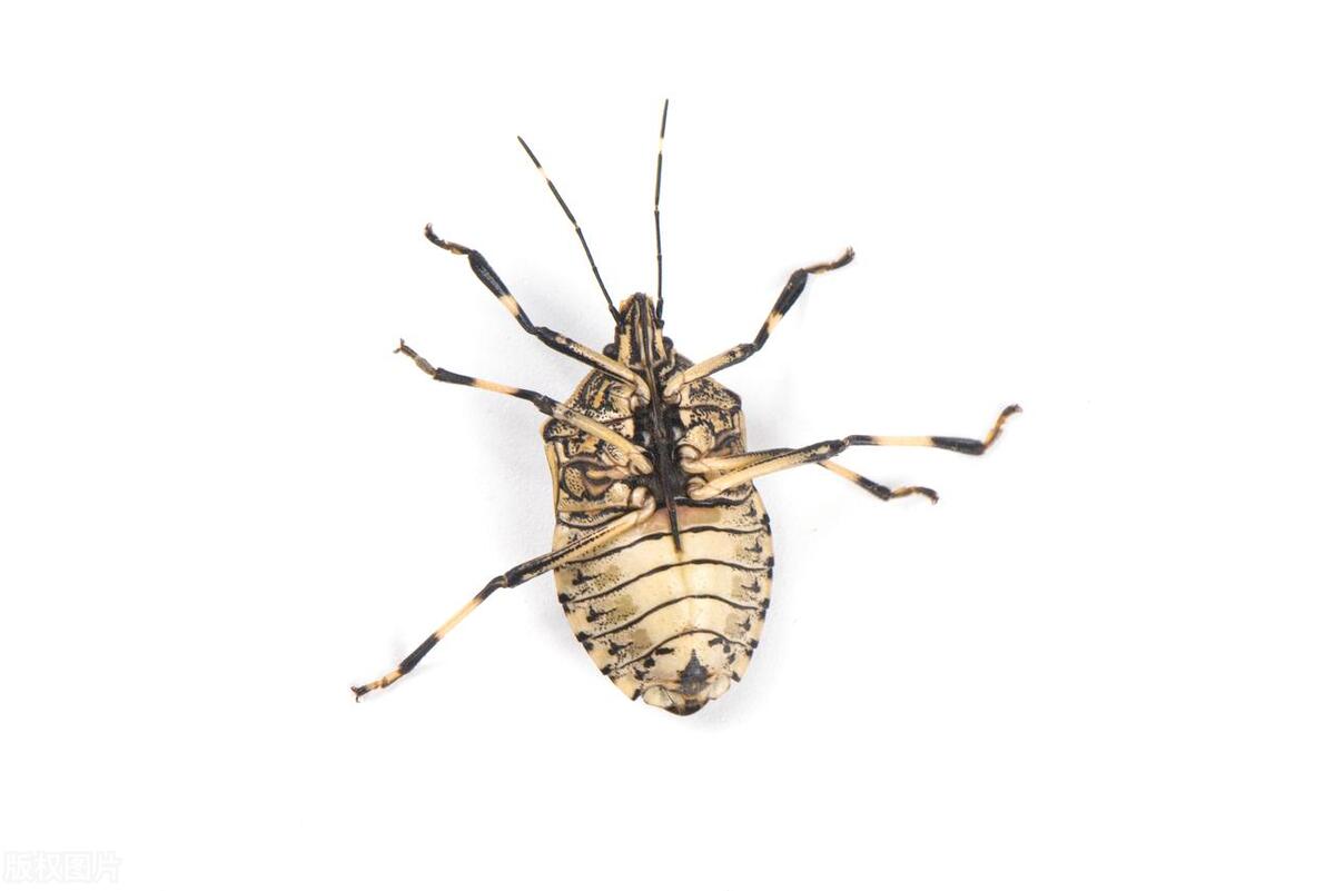 打屁虫的屁喷在皮肤上怎么办,打屁虫灼伤皮肤怎么办