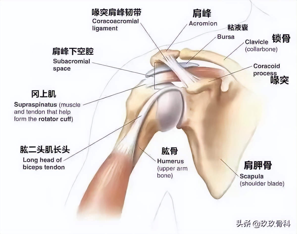 肩部腱膜炎,肩胛冈上肌腱炎的治疗