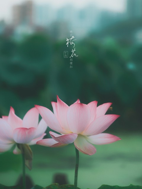 夏末秋初适合喝什么茶好,入夏了喝什么茶好一点呢