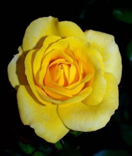 月季品种醉花,月季品种大全及图片欣赏