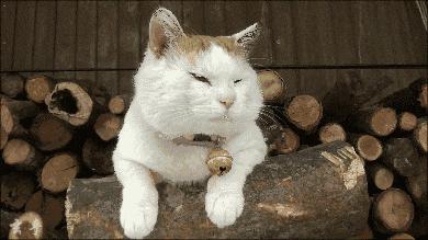 河北新一轮冷空气预计,河北冷空气带来大风雨雪多地降温