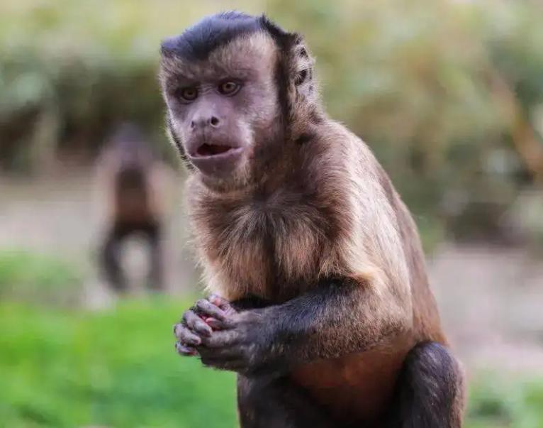 国字形脸的猴子,国字脸和络腮胡的猴子