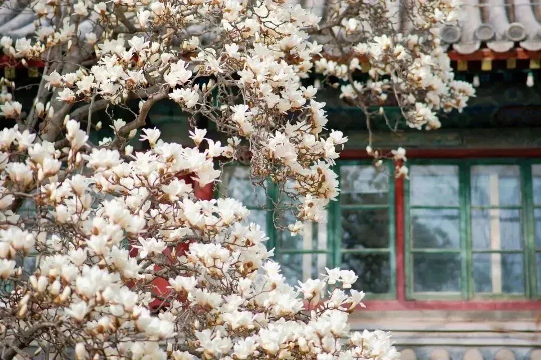 石景山首钢园骑行,春天石景山赏花