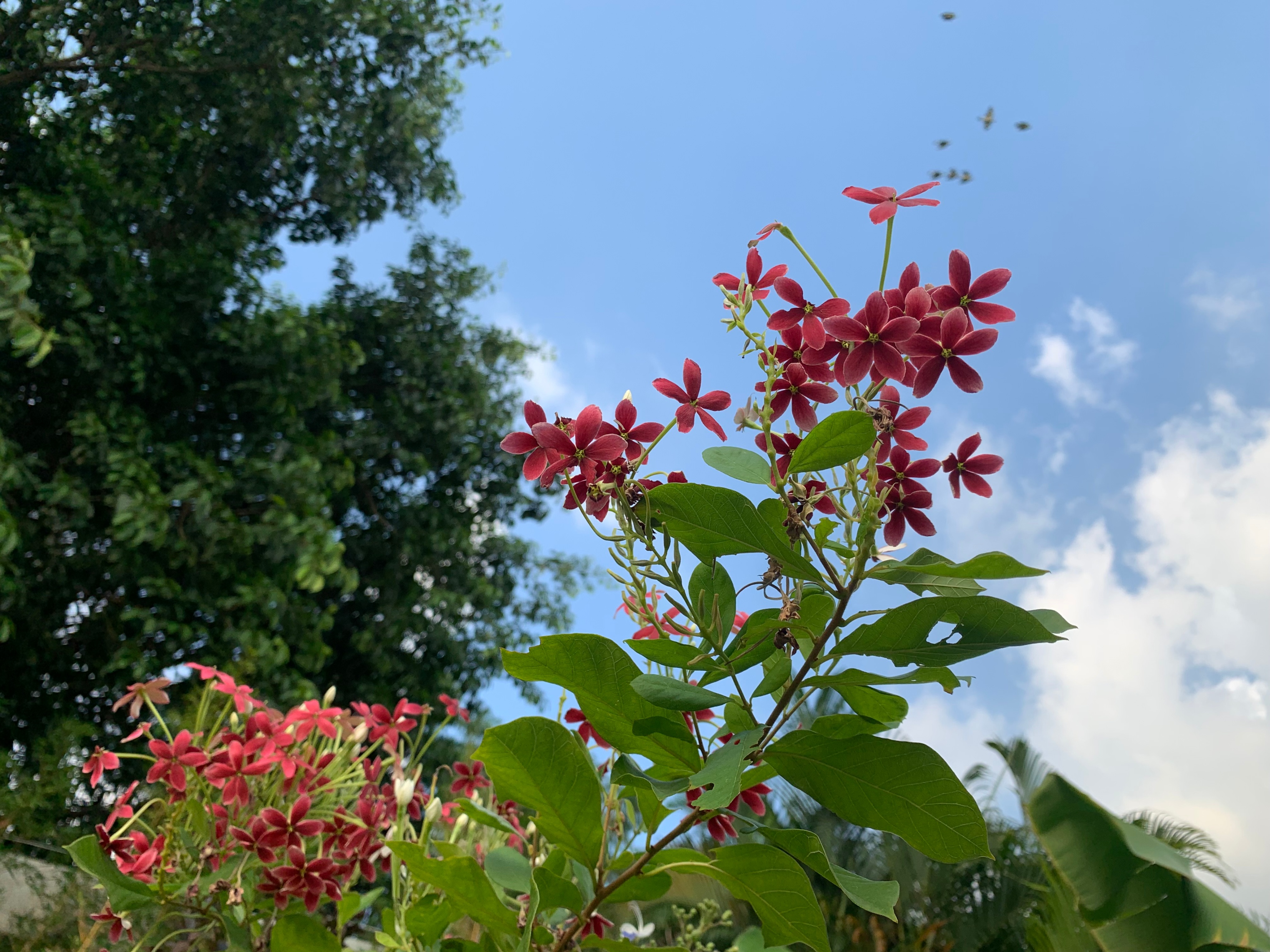 广州国庆假期一日游:南肾海珠湖国家湿地公园的最佳旅游攻略