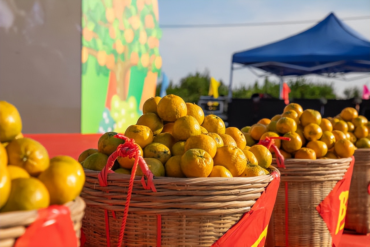 广东柑橘销售渠道,柑橘销售省份市场