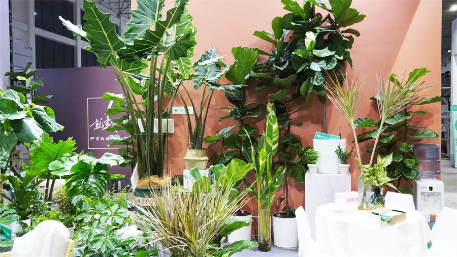 镇店之宝被抢购，“亚洲最美花展”上盆栽“吸睛”又“吸金”