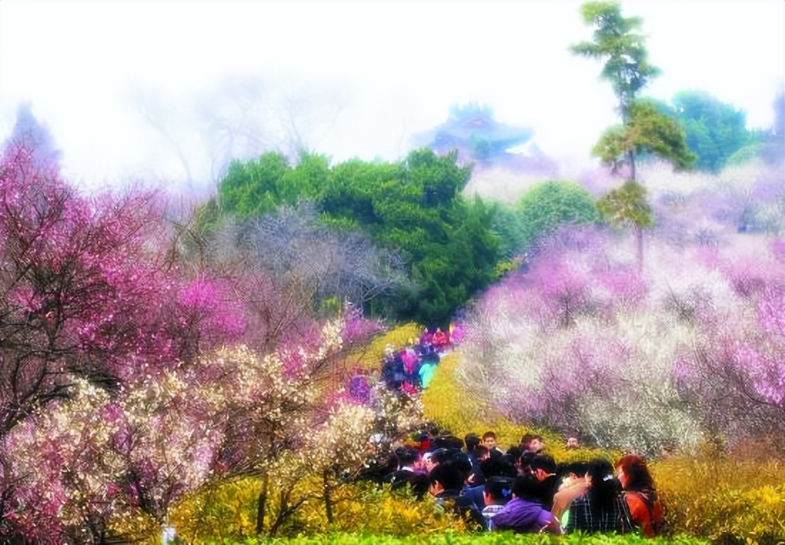 春季赏花景点有哪些,雅安周边春天赏花一日游最佳景点