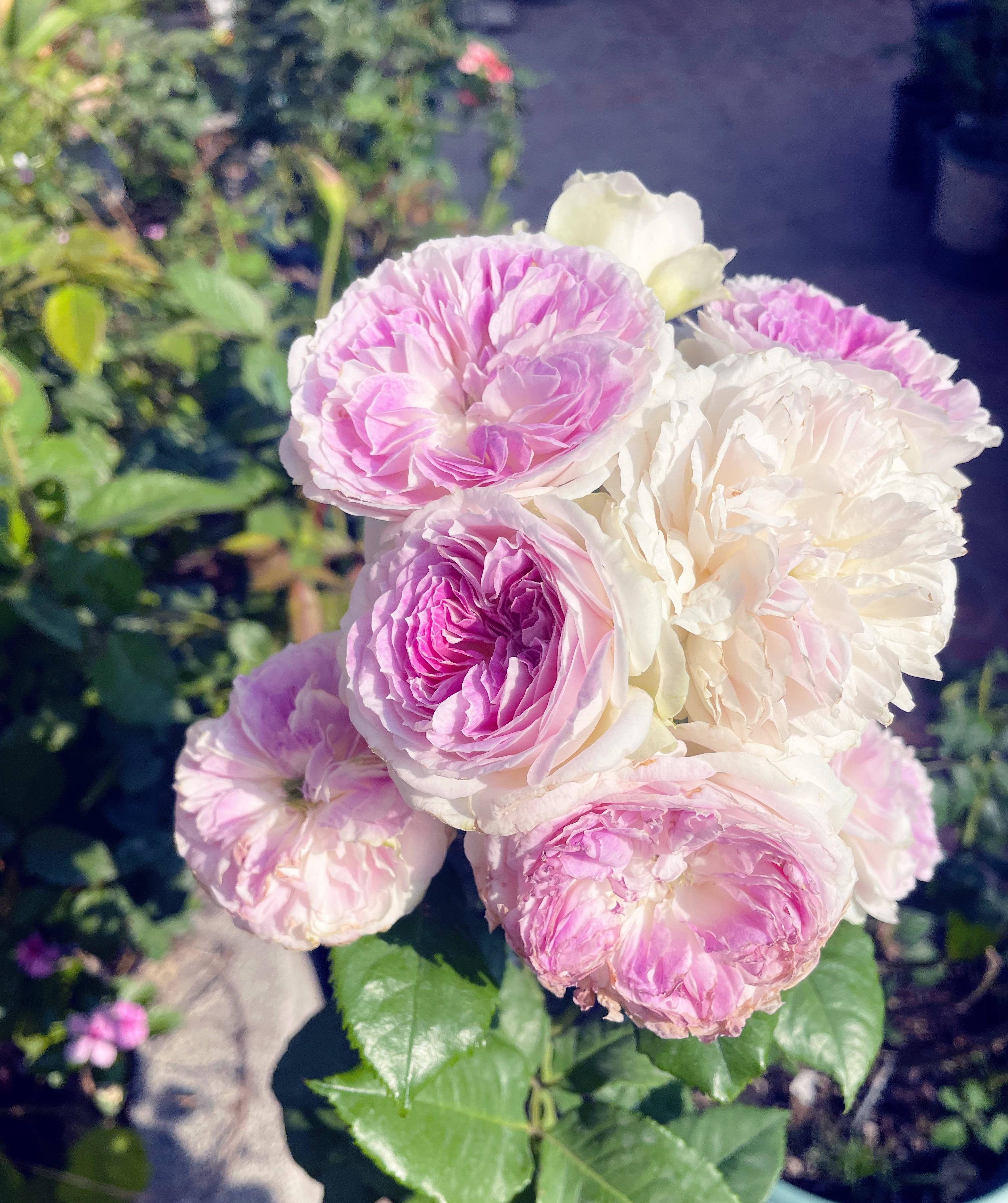 月季花蓝色晴空,月季花蓝月石