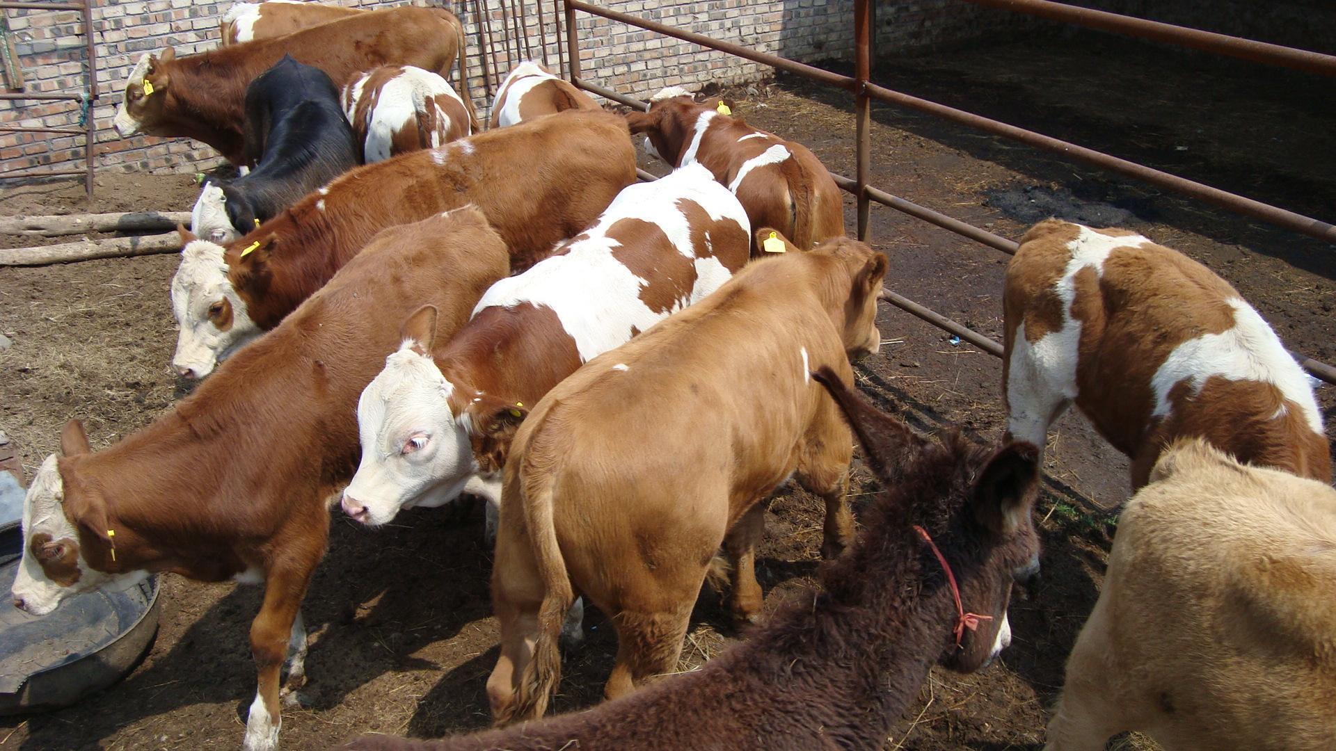 最新牛价行情涨了还是下跌,牛价还能坚挺多久最新牛价公布